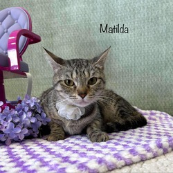 Thumbnail photo of Matilda #4