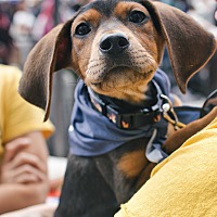 adopt a pet