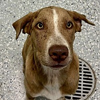 adopt a pet
