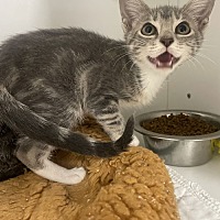 adopt a pet