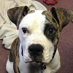 Thumbnail photo of Shala Pup-Adopted! #1