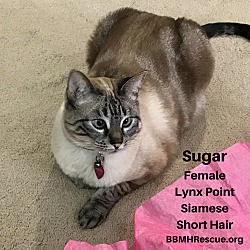 Thumbnail photo of Sugar #4
