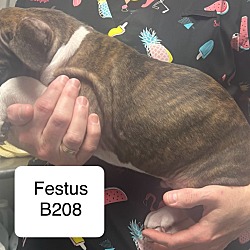 Thumbnail photo of Festus B208 #2