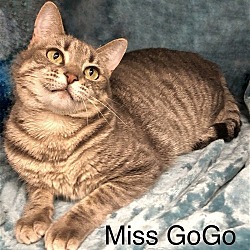 Photo of Miss GoGo at Martinez Pet Food Express  May 4th