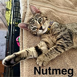 Thumbnail photo of Nutmeg (bonded with Curalalia) #2