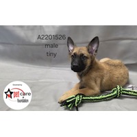 adopt a pet