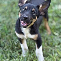 adopt a pet