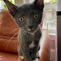adopt a pet