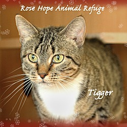 Thumbnail photo of Tigger (Female Cat) #1