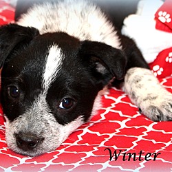Thumbnail photo of Winter~adopted! #1