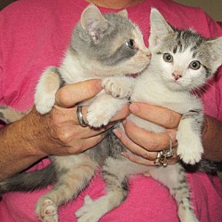 Thumbnail photo of 2 Kittens #1