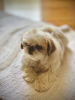 Greenville, SC - Shih Tzu. Meet Zoey a Pet for Adoption - AdoptaPet.com