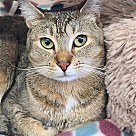 Adopt A Pet :: Hazel Mae - Locust Grove, GA