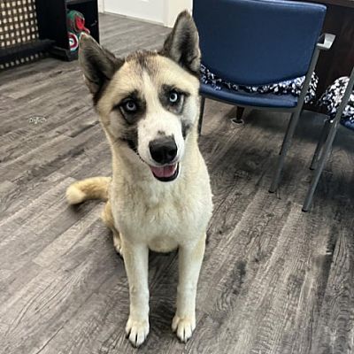 Holton, KS - Akita/Siberian Husky. Meet Riley a Pet for Adoption