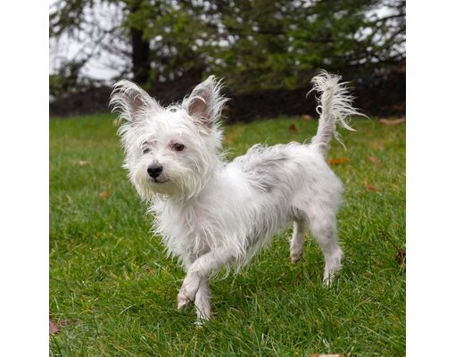 erie-pa-westie-west-highland-white-terrier-mixed-breed-medium