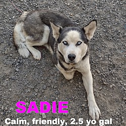 Thumbnail photo of SADIE #4