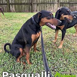 Thumbnail photo of Pasqualli #4