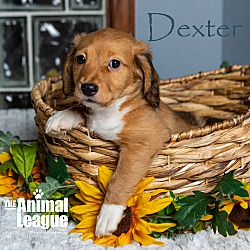 Thumbnail photo of Dexter #2