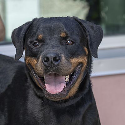 Golden, CO - Rottweiler. Meet Kodak a Pet for Adoption - AdoptaPet.com