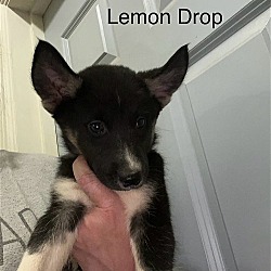 Photo of Lemon Drop