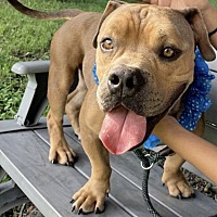adopt a pet