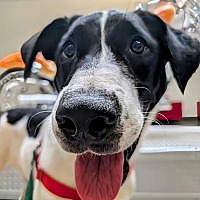 adopt a pet