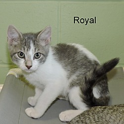 Thumbnail photo of Royal #4