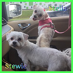 Thumbnail photo of Stewie #3