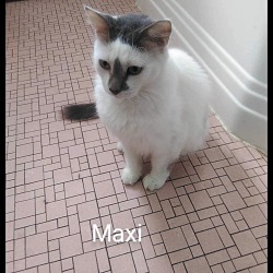Thumbnail photo of Maxi- great with cats #3