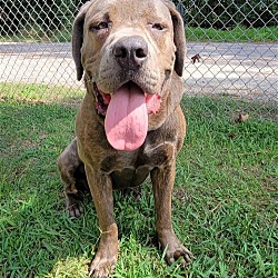 Photo of Isyss Cane Corso Mix 3 years old 140 pounds