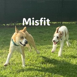 Thumbnail photo of Misfit #1