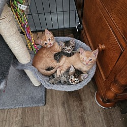 Thumbnail photo of Tinks kittens #3