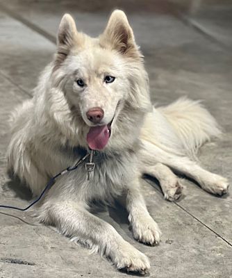 Roanoke, VA - Husky/German Shepherd Dog. Meet JORDAN a Pet for Adoption