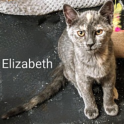 Thumbnail photo of Elizabeth #1