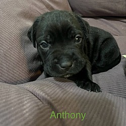 Thumbnail photo of Anthony #1