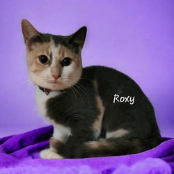 Thumbnail photo of Roxy #2