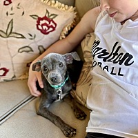adopt a pet