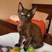 adopt a pet
