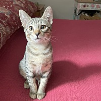 adopt-pet