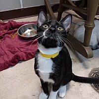 adopt a pet