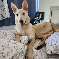 adopt a pet