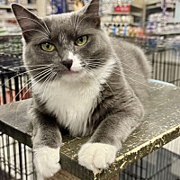 adopt a pet