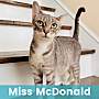MISS MCDONALD - Domestic Shorthair available for adoption