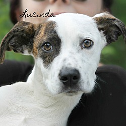Thumbnail photo of Lucinda~adopted! #1