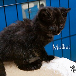 Thumbnail photo of Mollie! #3