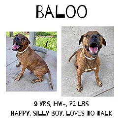 Photo of Baloo