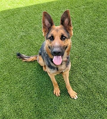 Elk Grove, CA - German Shepherd Dog. Meet Bolo a Pet for Adoption ...