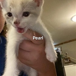 Thumbnail photo of Pearl (F) #4