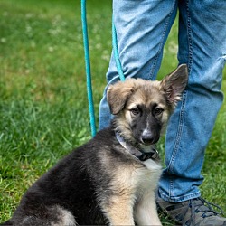 Photo of Dodge
