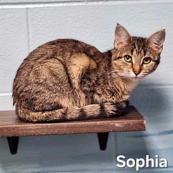 Thumbnail photo of Sophia #2